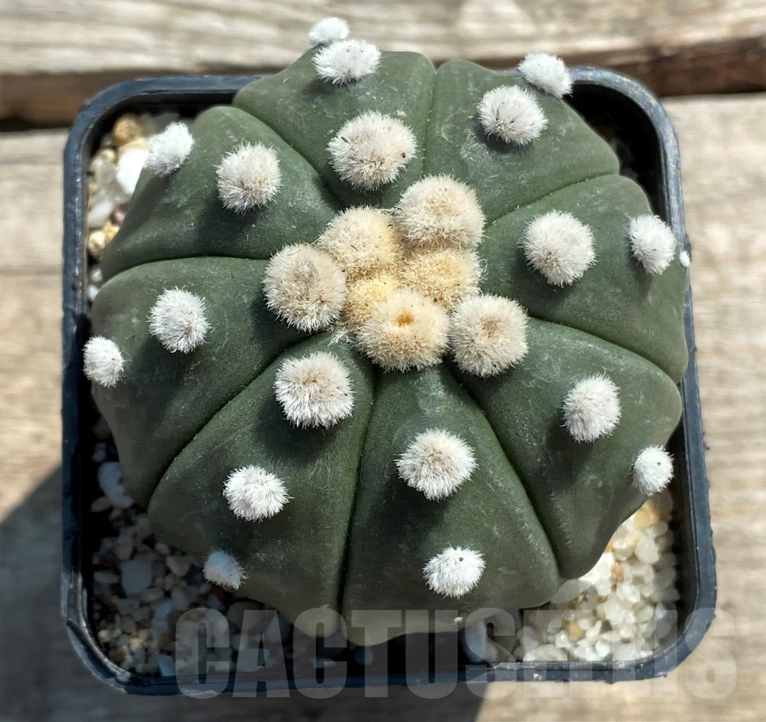 SHPR11948 Astrophytum asterias 'Oibo'