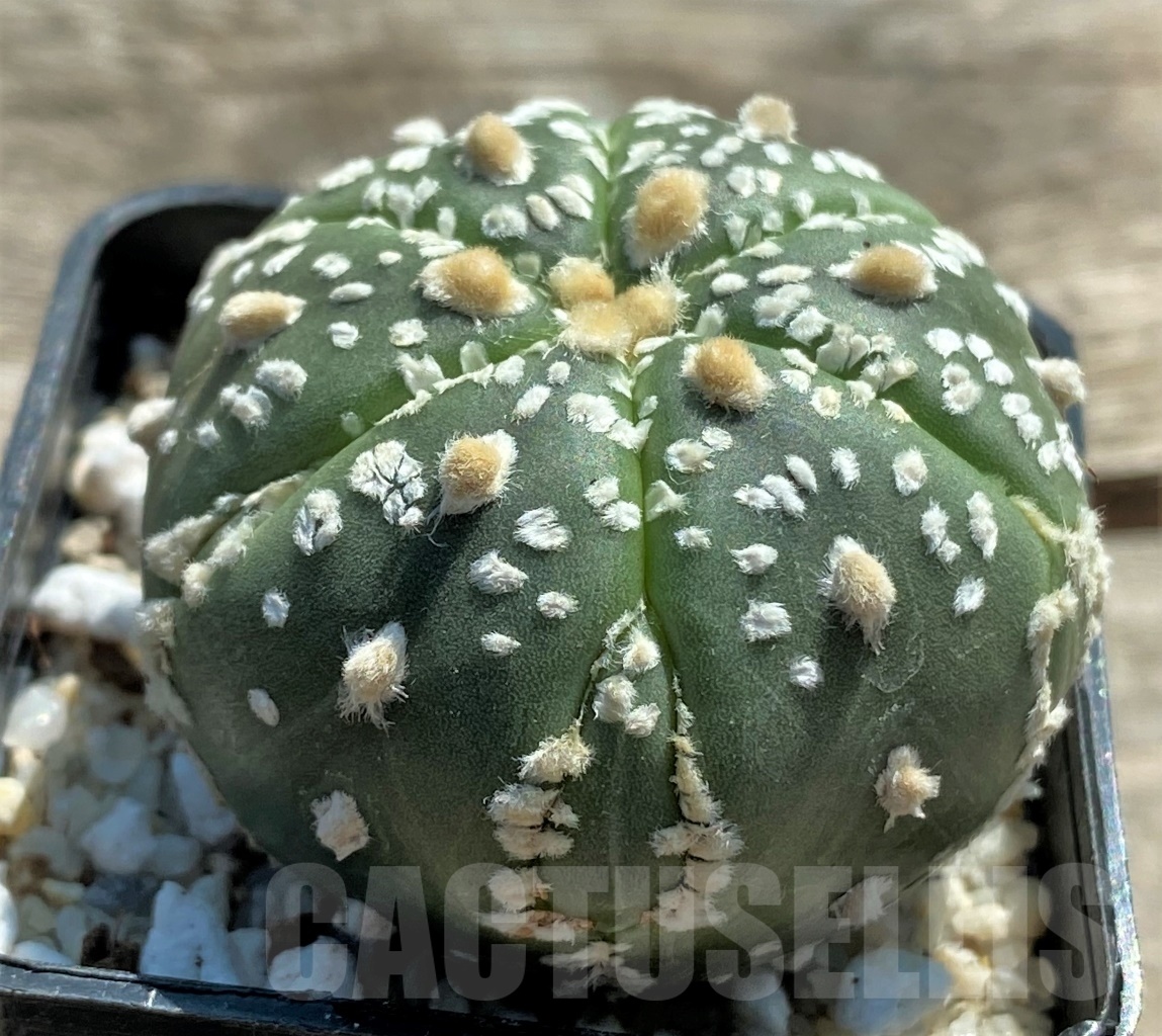 SHPR11949 Astrophytum asterias 'Super Kabuto' 6 Ribs – Image 2