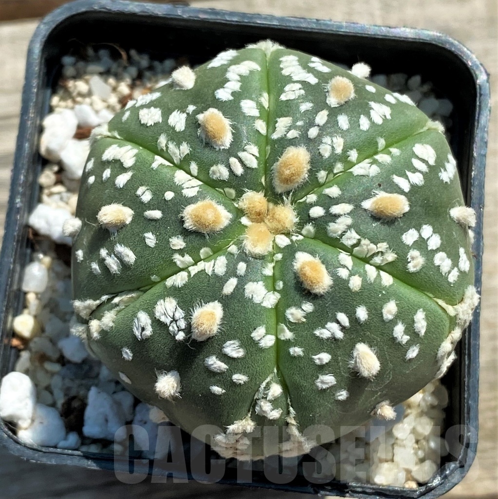 SHPR11949 Astrophytum asterias 'Super Kabuto' 6 Ribs