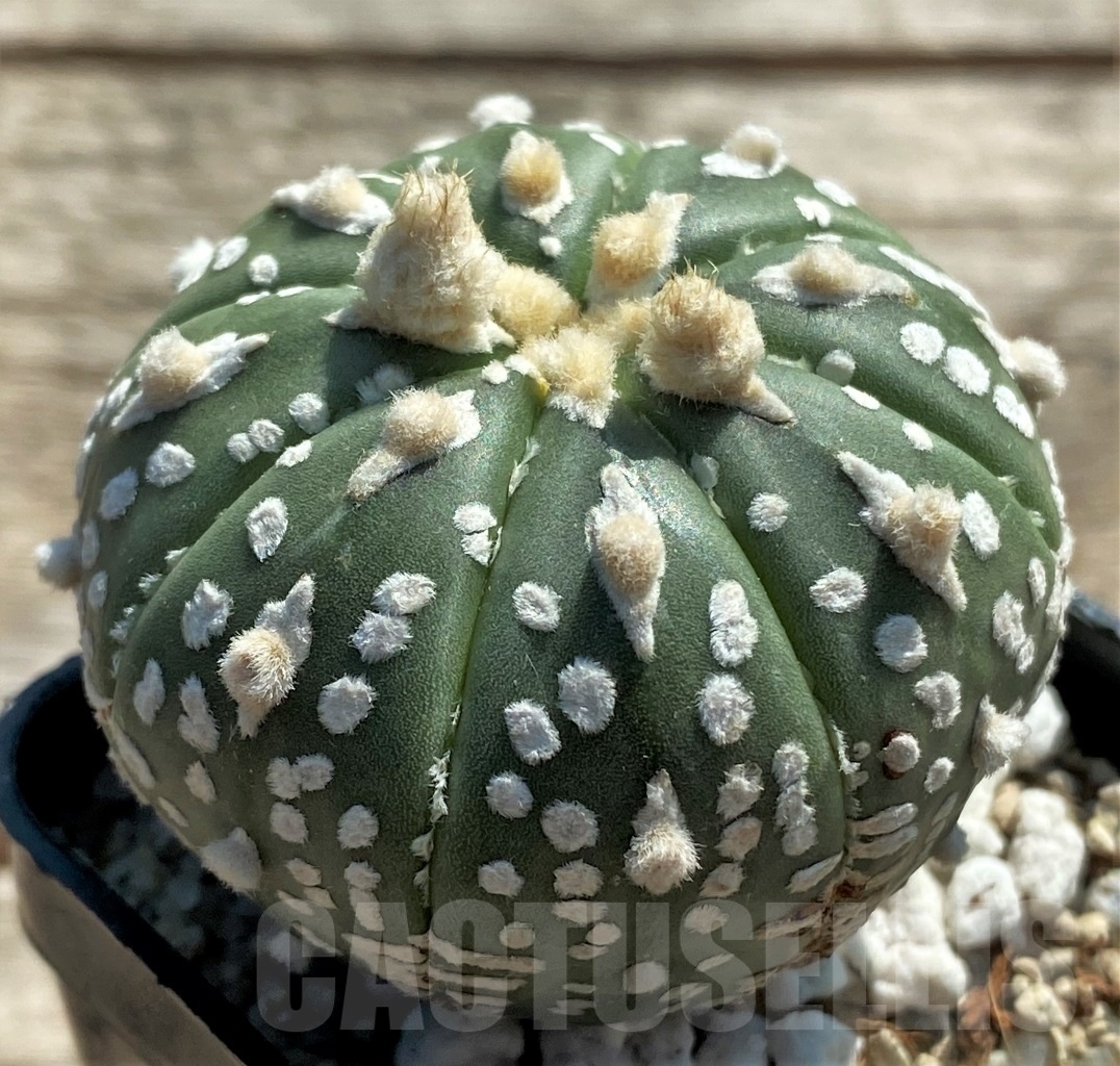 SHPR11950 Astrophytum asterias V-Type - Image 2