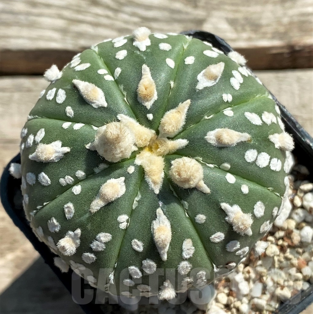 SHPR11950 Astrophytum asterias V-Type