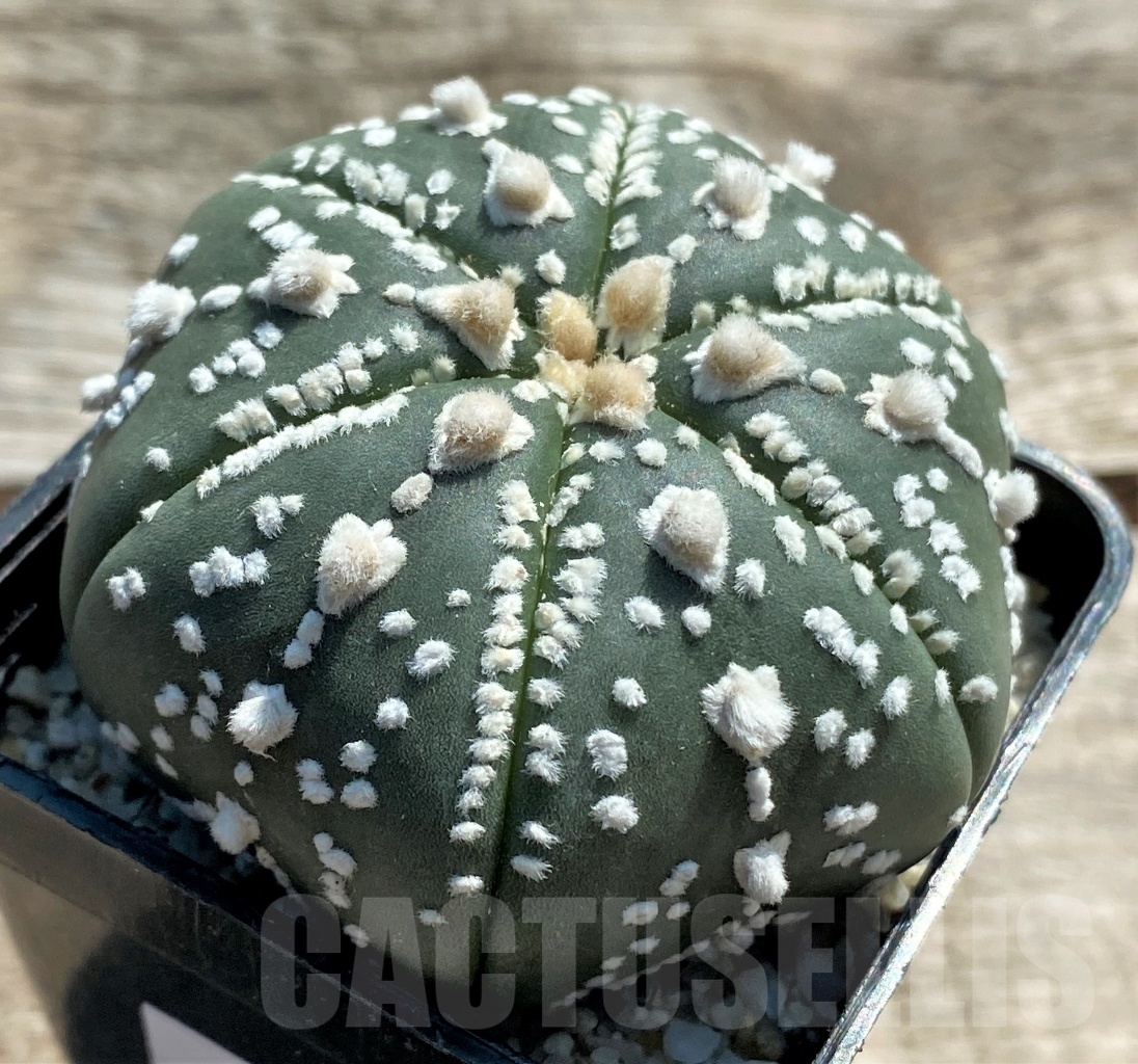 SHPR11951 Astrophytum asterias V-Type - immagine 2