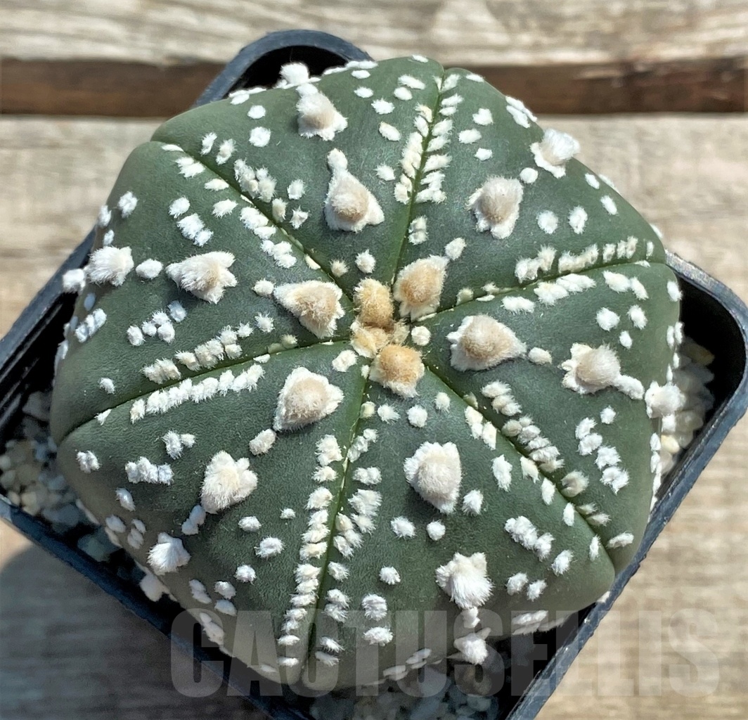SHPR11951 Astrophytum asterias V-Type