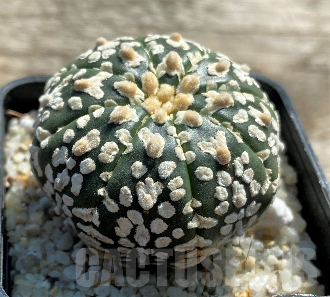SHPR11952 Astrophytum asterias V-Type - Image 2