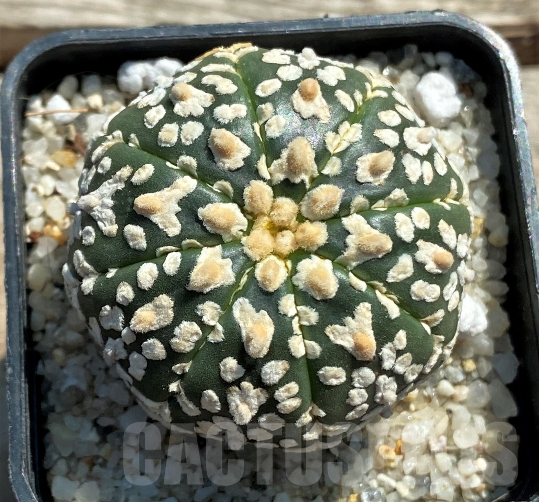 SHPR11952 Astrophytum asterias V-Type