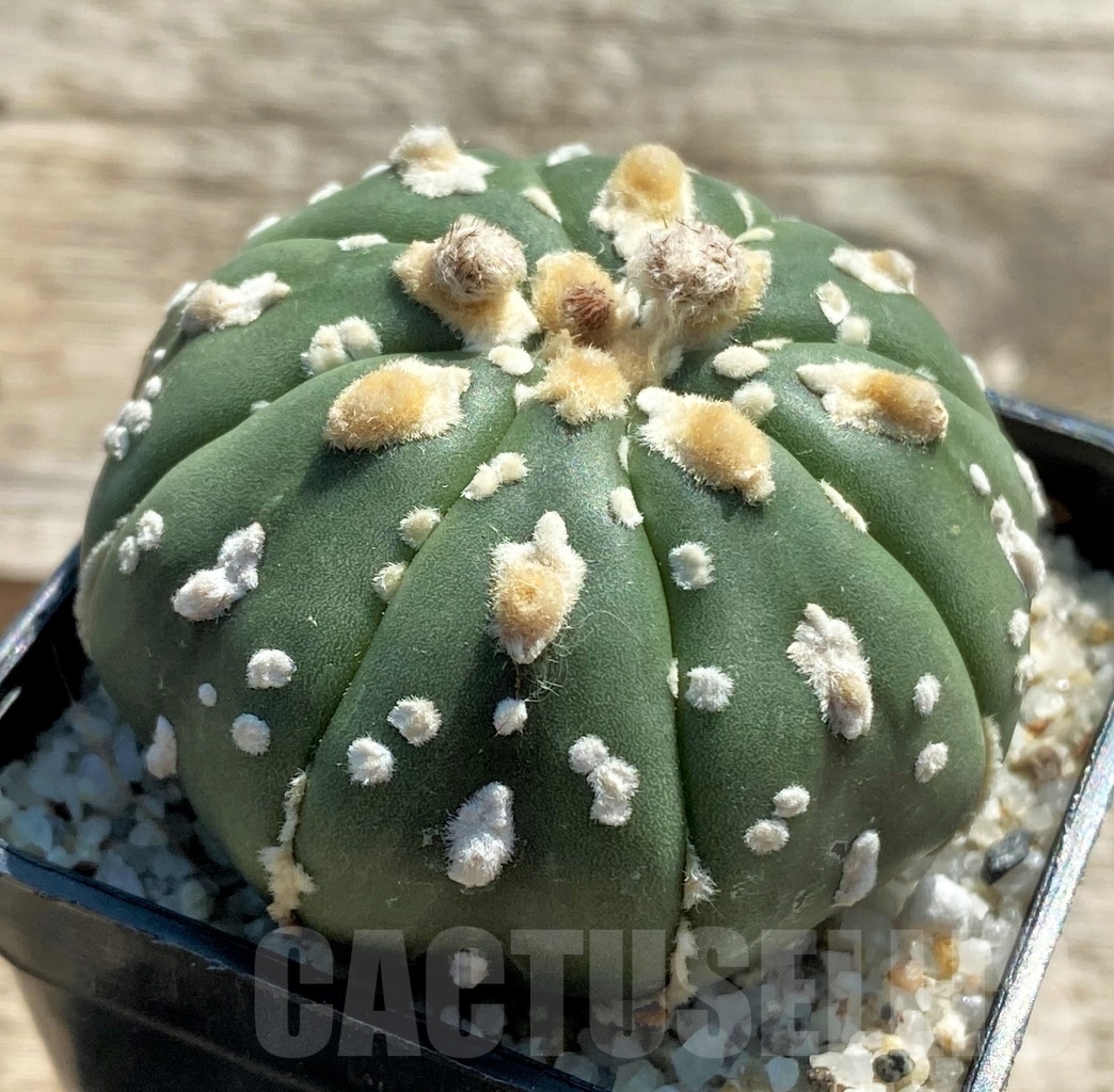 SHPR11953 Astrophytum asterias V-Type - Image 2