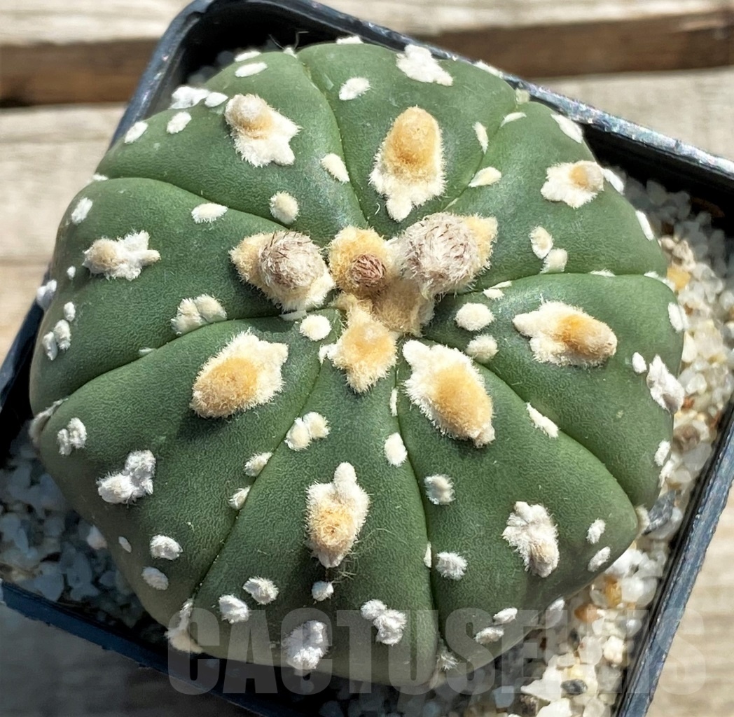 SHPR11953 Astrophytum asterias V-Type