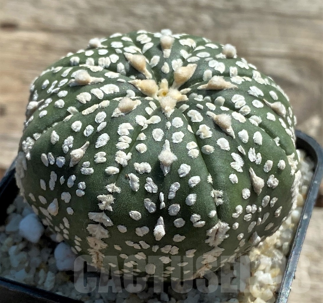 SHPR11954 Astrophytum asterias V-Type - Image 2