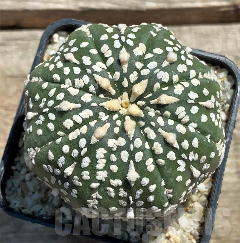 SHPR11954 Astrophytum asterias V-Type