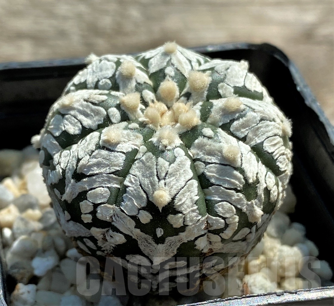 SHPR11955 Astrophytum asterias V-Type - Image 2