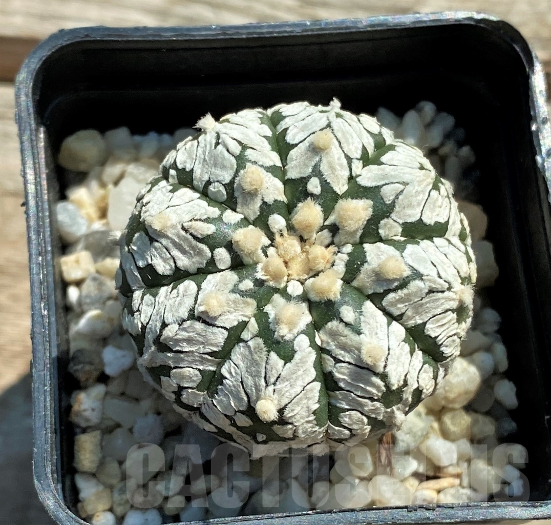 SHPR11955 Astrophytum asterias V-Type