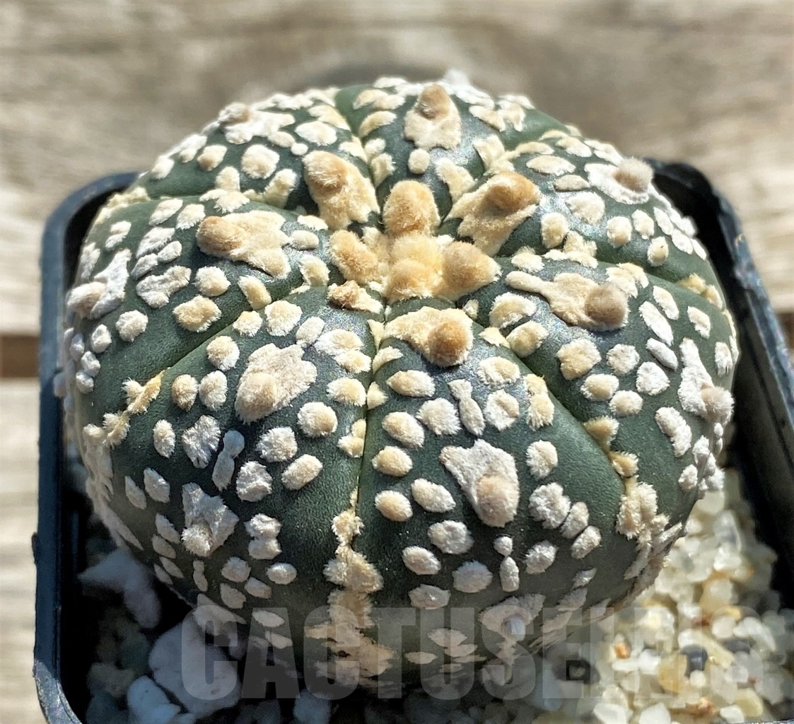 SHPR11956 Astrophytum asterias V-Type - Image 2