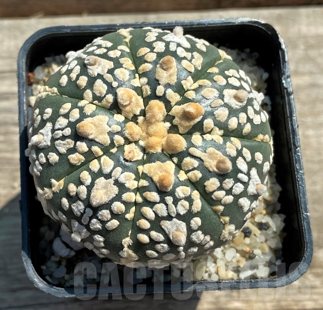 SHPR11956 Astrophytum asterias V-Type