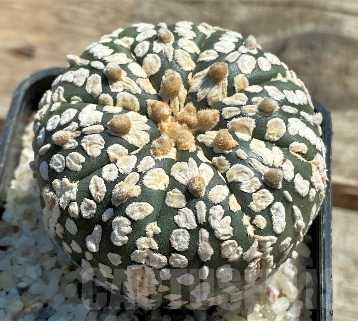 SHPR11958 Astrophytum asterias V-Type - Image 2