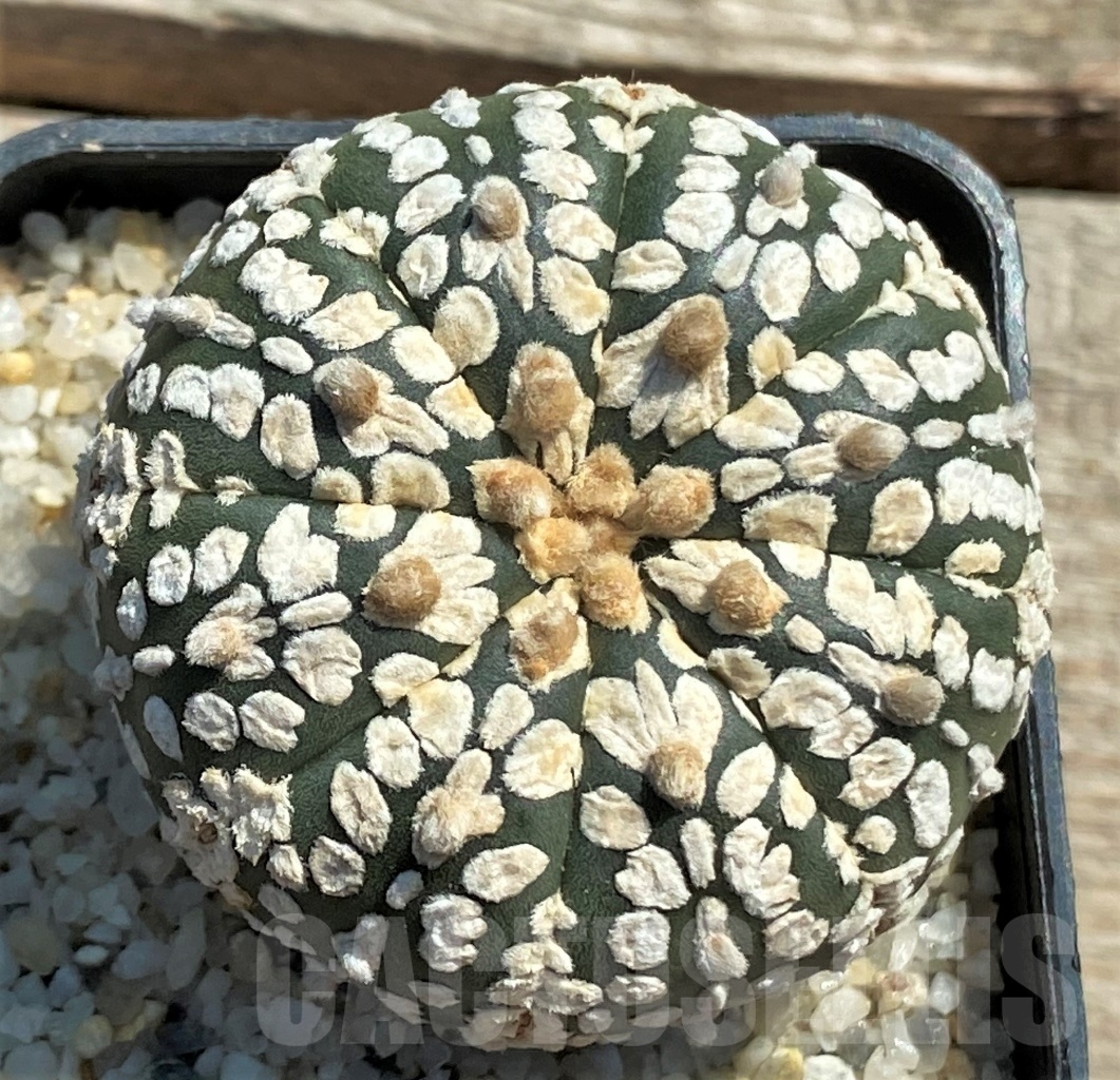 SHPR11958 Astrophytum asterias V-Type