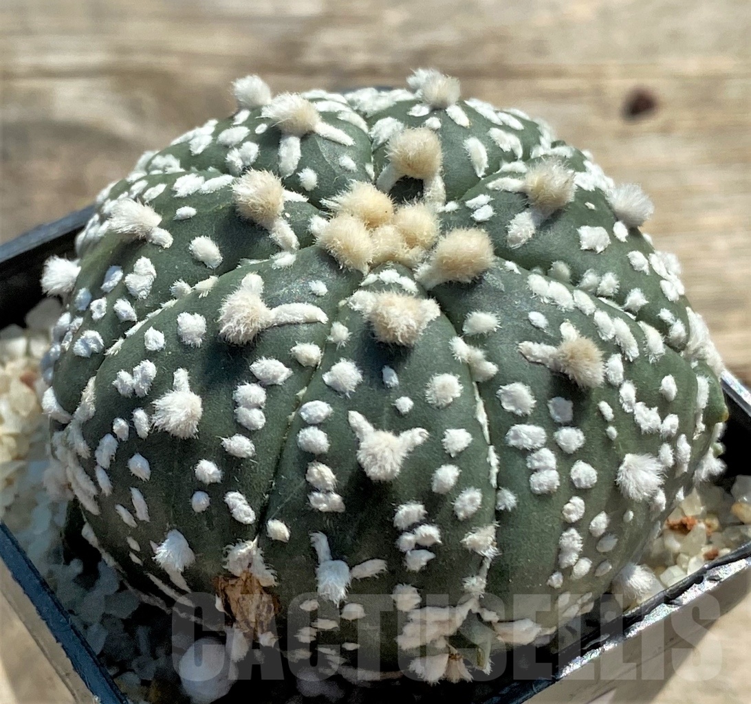 SHPR11959 Astrophytum asterias V-Type - Image 2