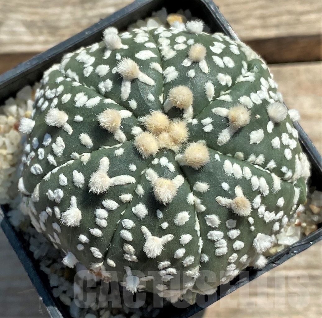 SHPR11959 Astrophytum asterias V-Type