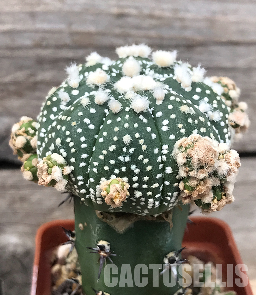 SHPR1349 Astrophytum asterias cv. Superkabuto - Image 2