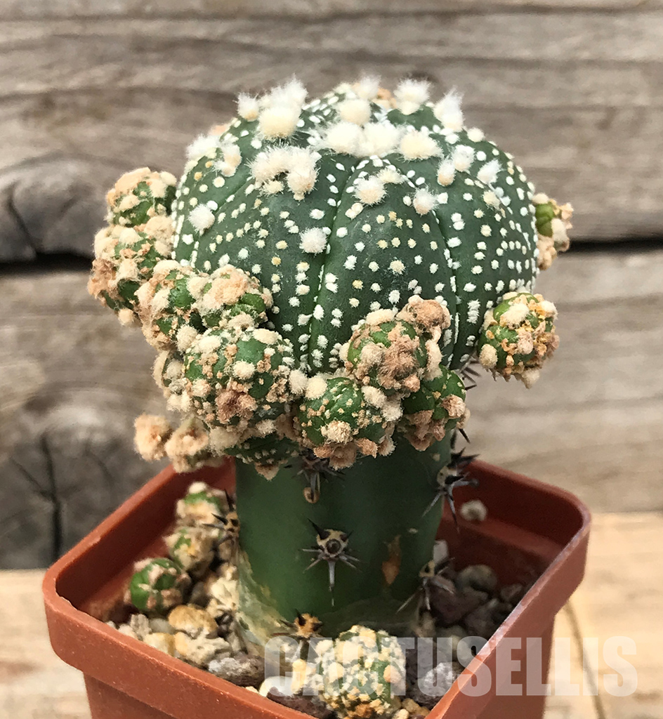 SHPR1349 Astrophytum asterias cv. Superkabuto - Image 3