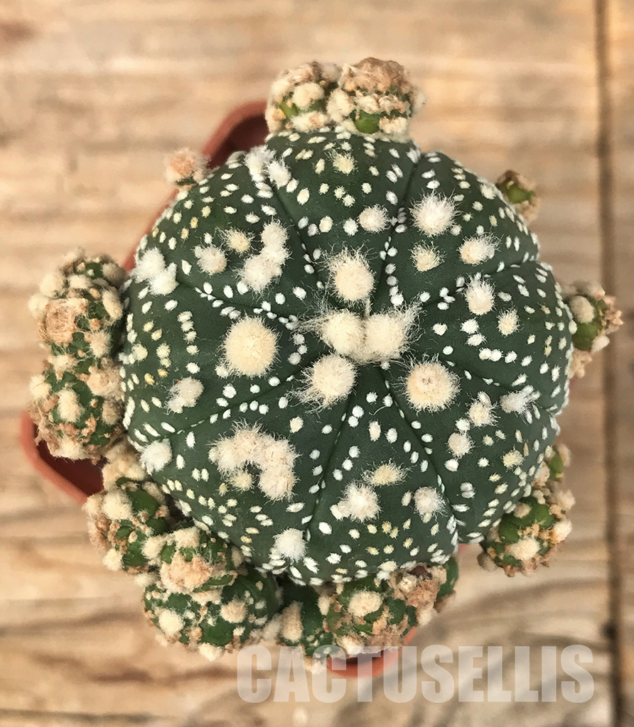 SHPR1349 Astrophytum asterias cv. Superkabuto
