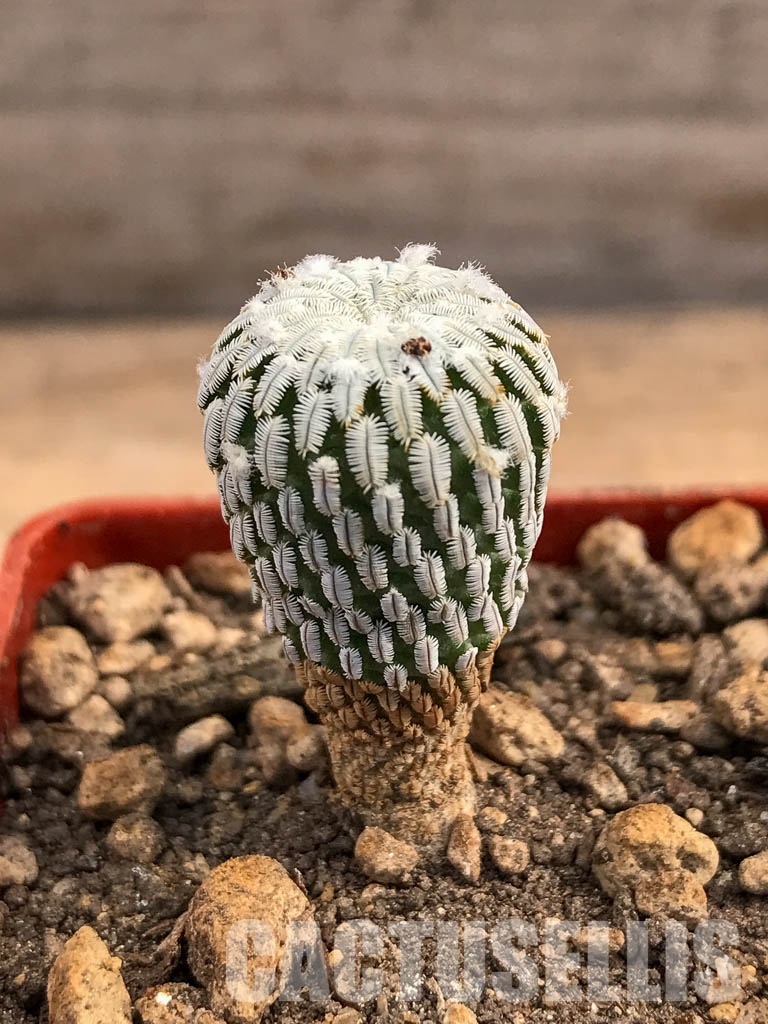 SHPR5976 Turbinicarpus pseudopectinatus f. variegatus, pink flower - Image 2