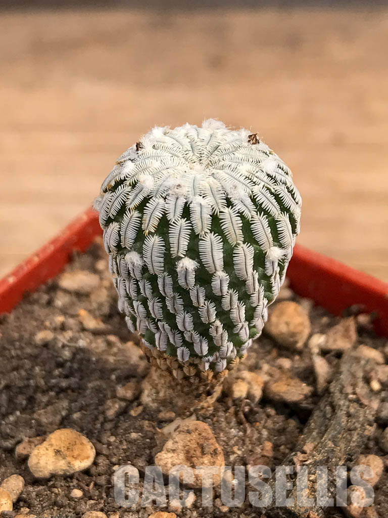 SHPR5976 Turbinicarpus pseudopectinatus f. variegatus, pink flower - Image 3