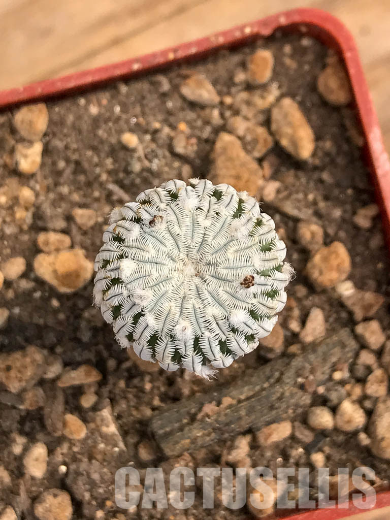 SHPR5976 Turbinicarpus pseudopectinatus f. variegatus, pink flower - Image 4