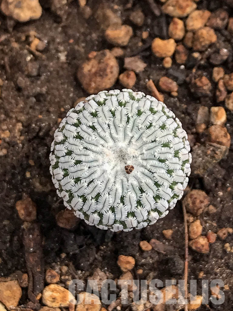 SHPR5976 Turbinicarpus pseudopectinatus f. variegatus, pink flower