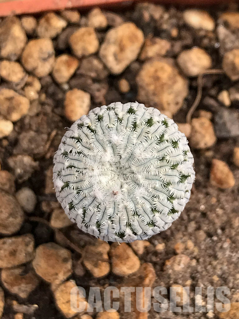SHPR5976 Turbinicarpus pseudopectinatus f. variegatus, pink flower - Image 6