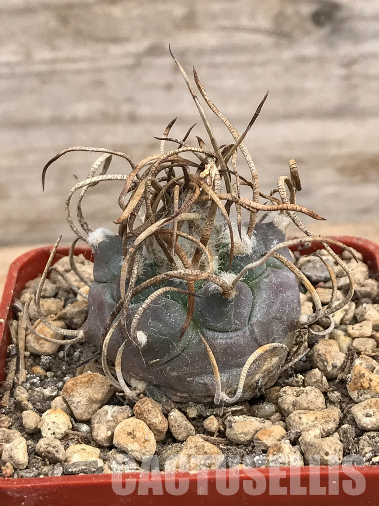 SHPR5980 Turbinicarpus schmiedickeanus subs. macrochele, Matehuala, San Luis Potosi, Mexico - Image 2