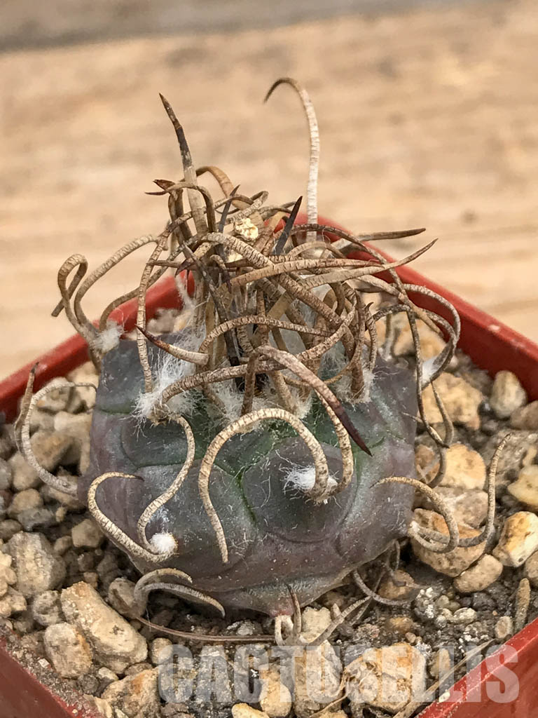 SHPR5980 Turbinicarpus schmiedickeanus subs. macrochele, Matehuala, San Luis Potosi, Mexico - Image 3