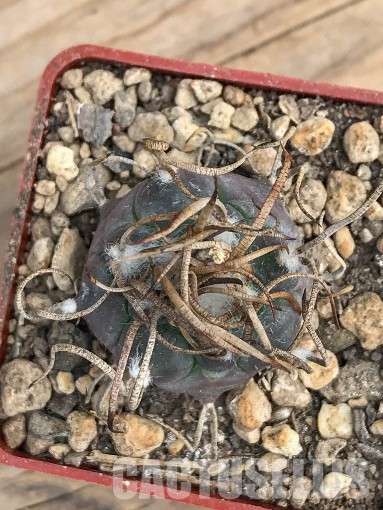 SHPR5980 Turbinicarpus schmiedickeanus subs. macrochele, Matehuala, San Luis Potosi, Mexico