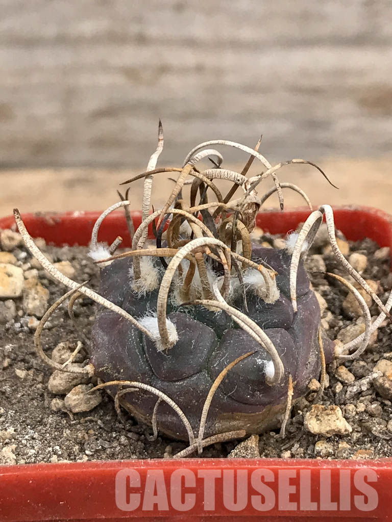 SHPR5980 Turbinicarpus schmiedickeanus subs. macrochele, Matehuala, San Luis Potosi, Mexico - Image 6