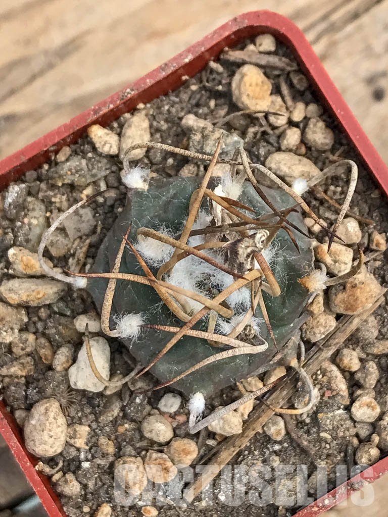 SHPR5980 Turbinicarpus schmiedickeanus subs. macrochele, Matehuala, San Luis Potosi, Mexico - Image 7