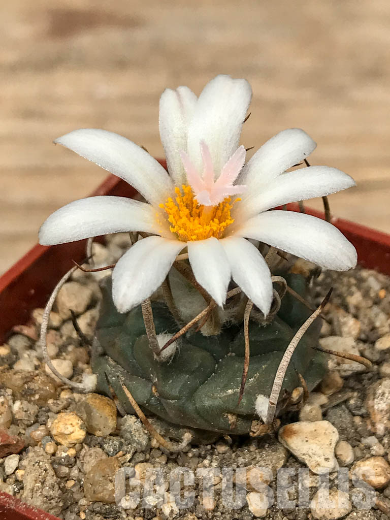 SHPR5980 Turbinicarpus schmiedickeanus subs. macrochele, Matehuala, San Luis Potosi, Mexico - Image 4