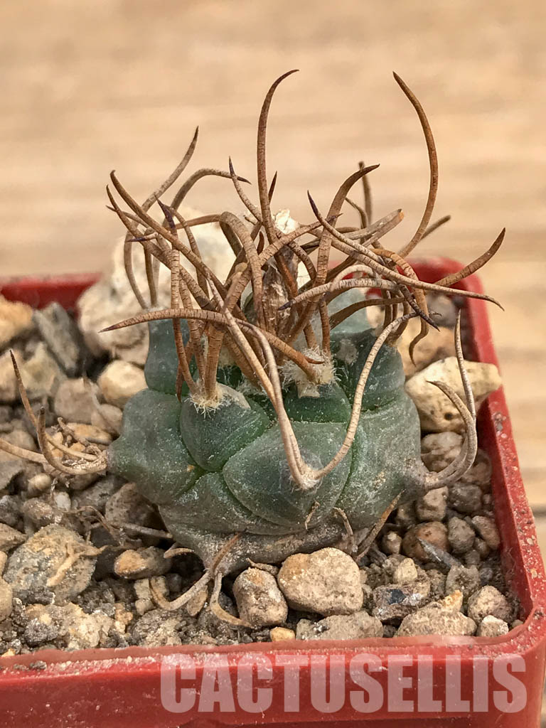 SHPR5981 Turbinicarpus schmiedickeanus subs. macrochele, Matehuala, San Luis Potosi, Mexico – Bild 2