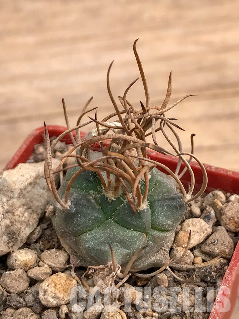 SHPR5981 Turbinicarpus schmiedickeanus subs. macrochele, Matehuala, San Luis Potosi, Mexico – Bild 3