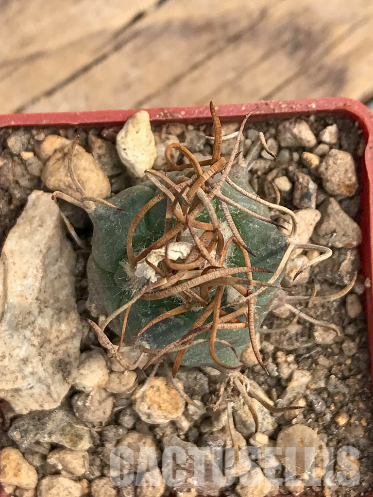 SHPR5981 Turbinicarpus schmiedickeanus subs. macrochele, Matehuala, San Luis Potosi, Mexico – Bild 4