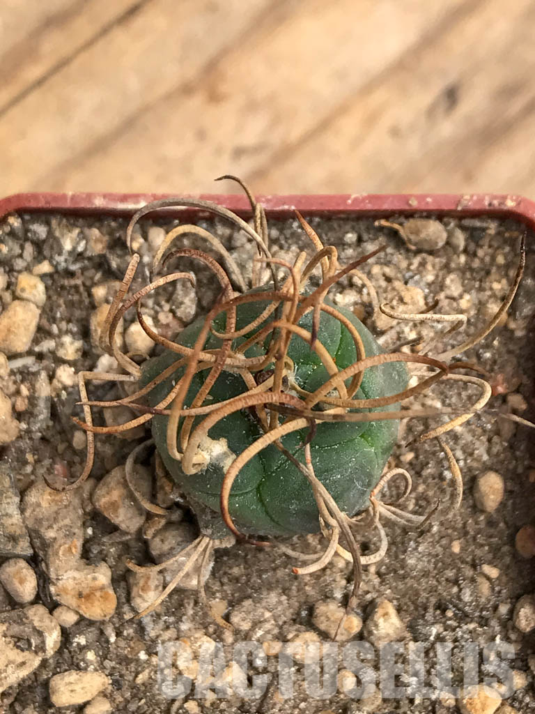 SHPR5981 Turbinicarpus schmiedickeanus subs. macrochele, Matehuala, San Luis Potosi, Mexico – Bild 5