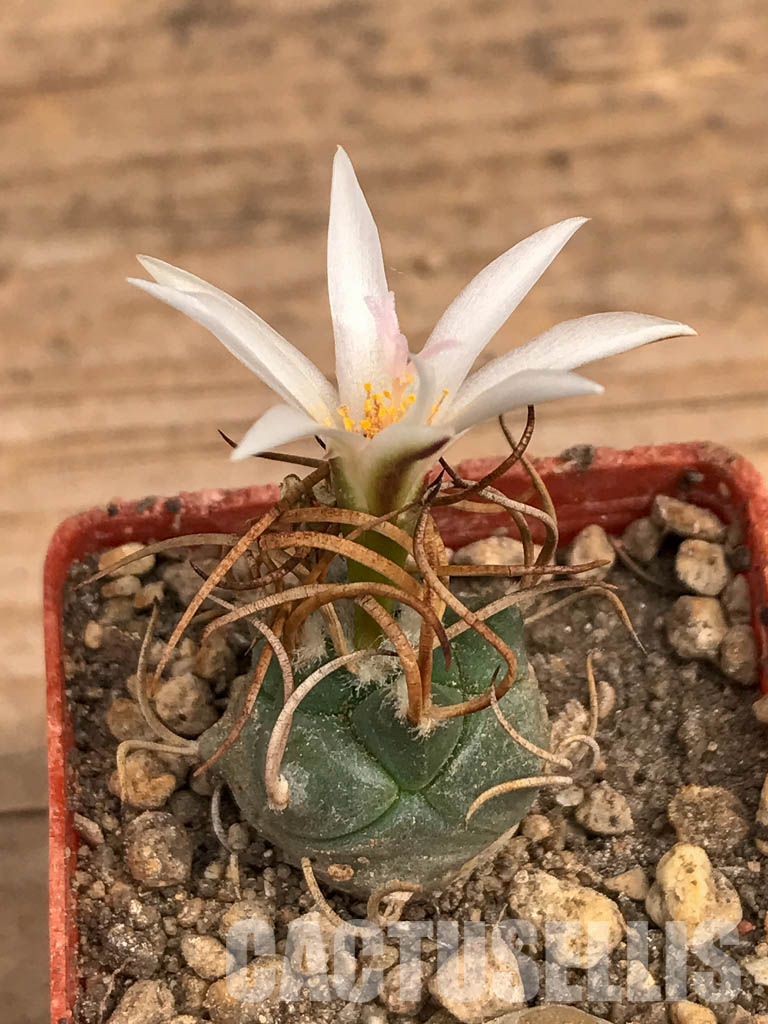 SHPR5981 Turbinicarpus schmiedickeanus subs. macrochele, Matehuala, San Luis Potosi, Mexico – Bild 6