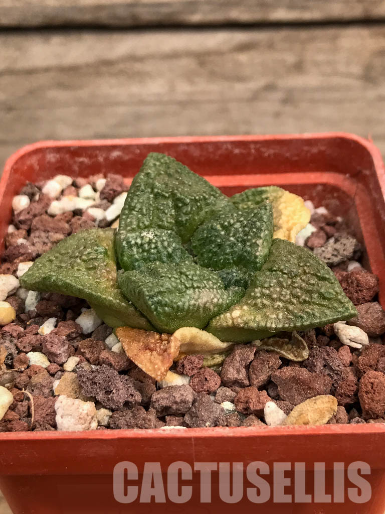 SHPR5983 Ariocarpus fissuratus, Chihuahua, Coahuila, Durango, Zacatecas, Mexico - Image 2