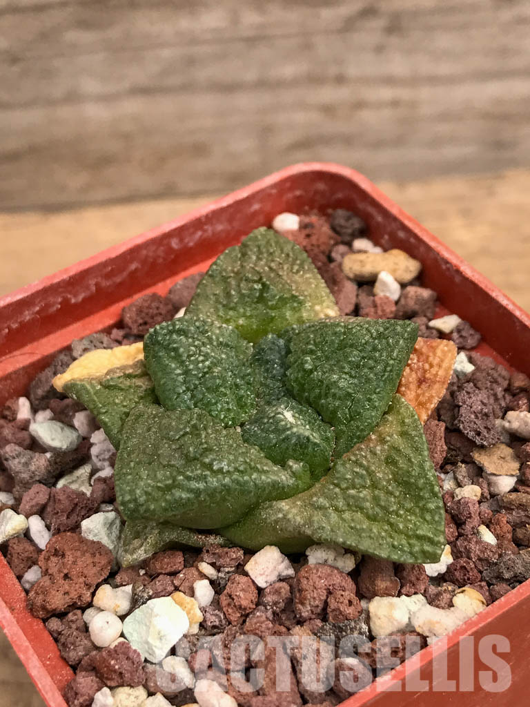 SHPR5983 Ariocarpus fissuratus, Chihuahua, Coahuila, Durango, Zacatecas, Mexico - Image 3