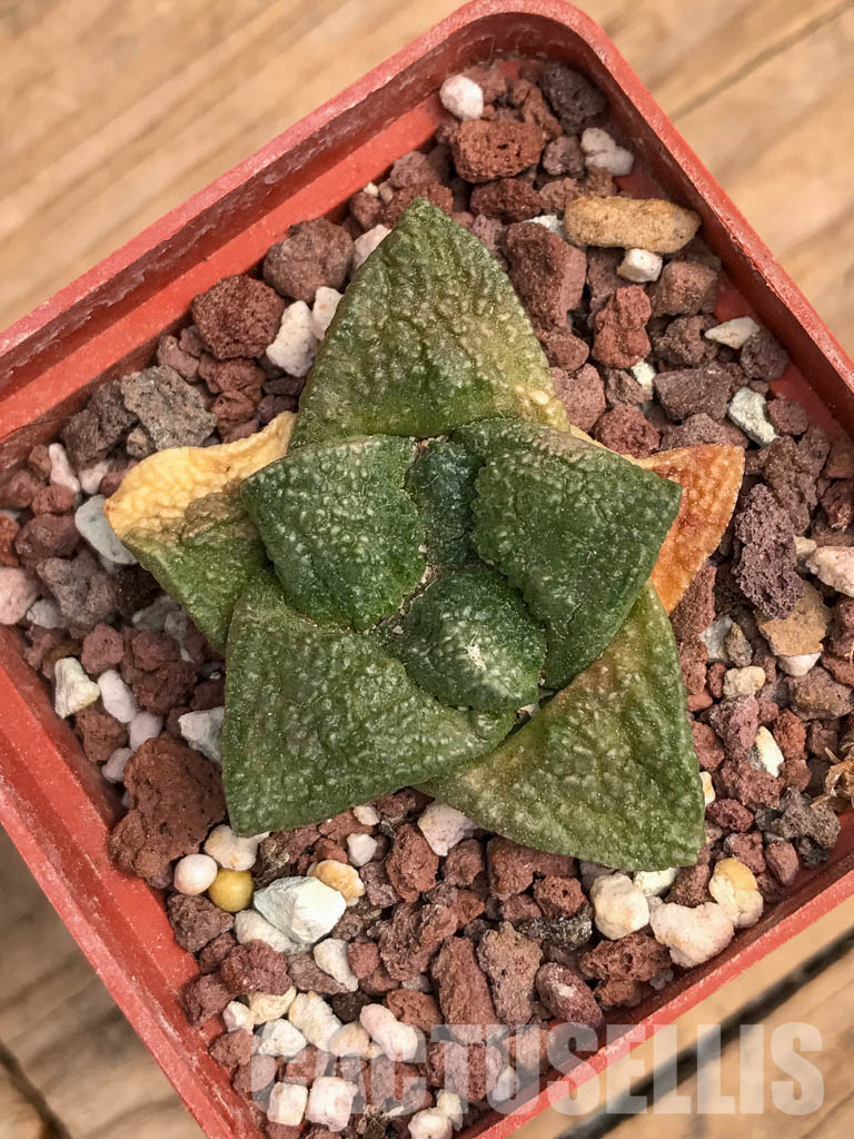 SHPR5983 Ariocarpus fissuratus, Chihuahua, Coahuila, Durango, Zacatecas, Mexico - Image 4