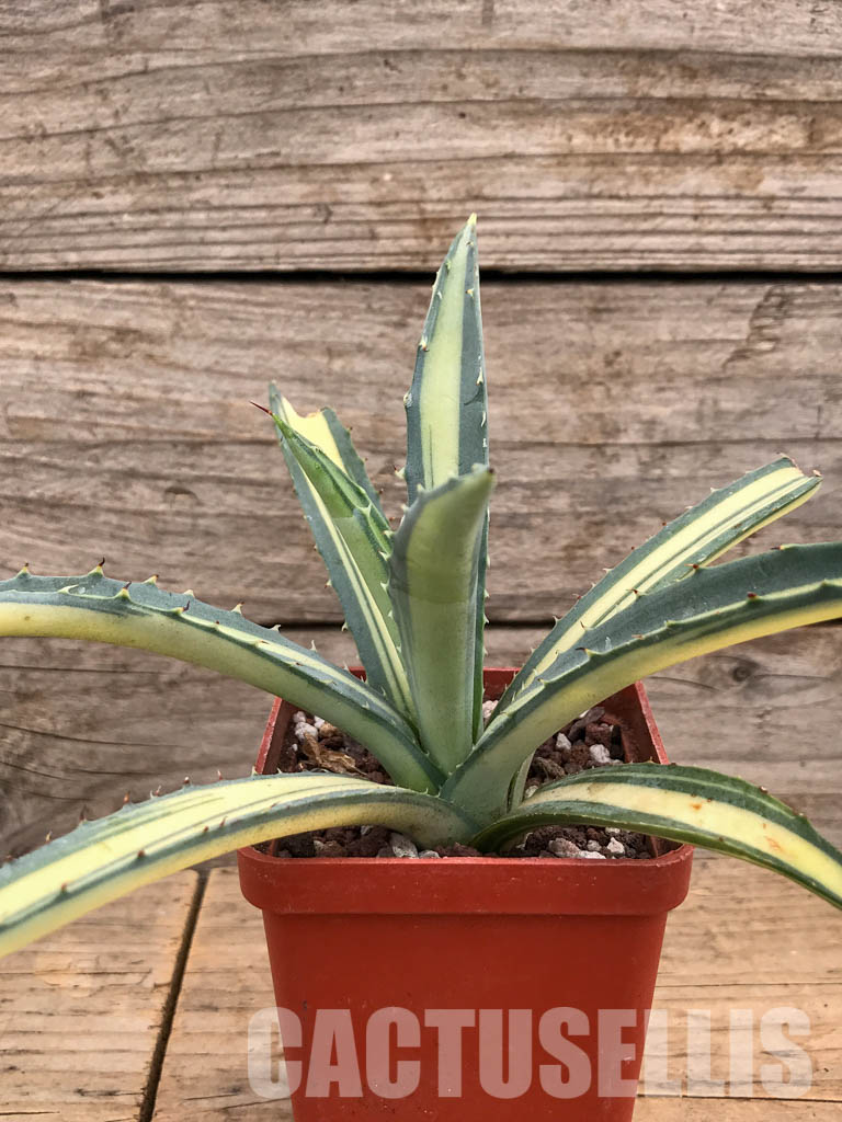SHPR5986 Agave macroacantha Variegated