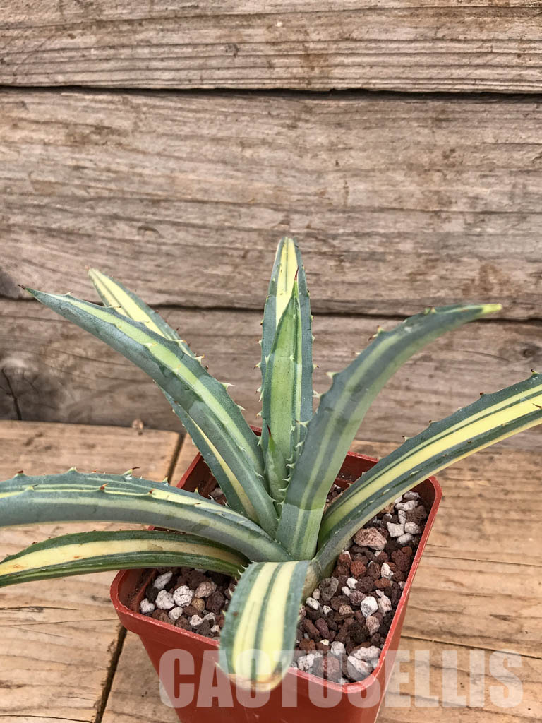 SHPR5986 Agave macroacantha Variegated - Image 3