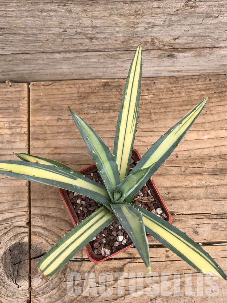 SHPR5986 Agave macroacantha Variegated - Image 4
