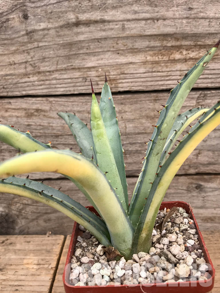 SHPR5987 Agave macroacantha Variegated