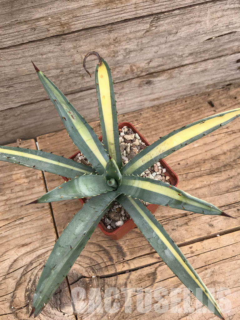 SHPR5987 Agave macroacantha Variegated - Obrázek 4