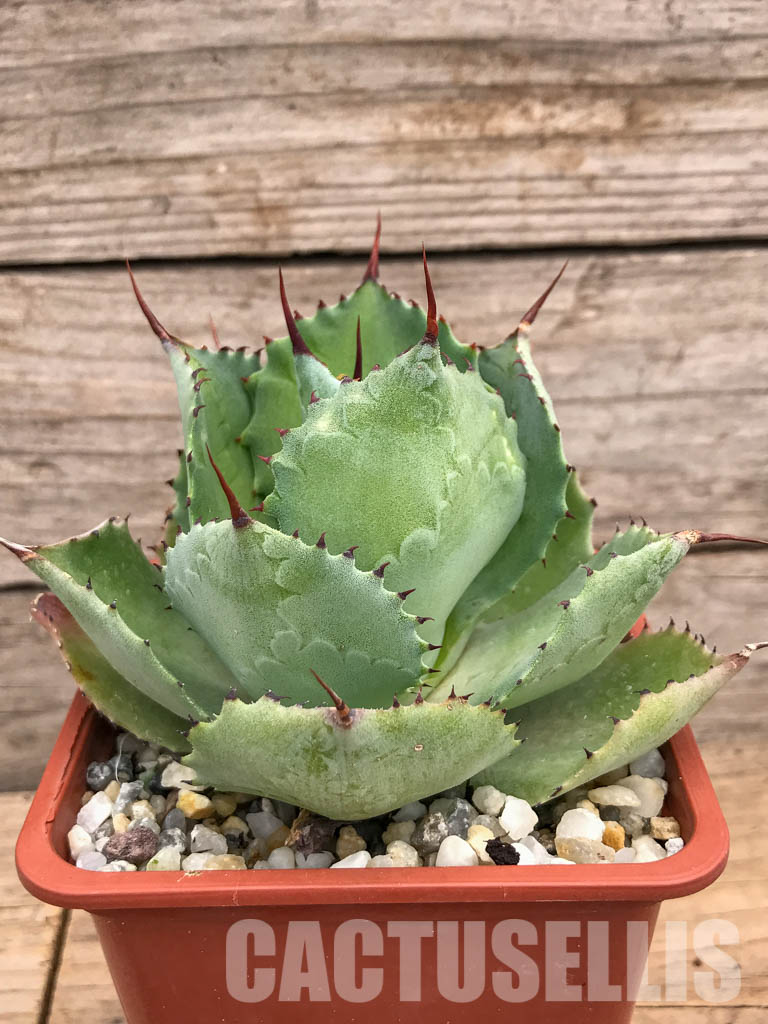 SHPR5989 Agave pygmaea, Chiapas, Mexico - immagine 2