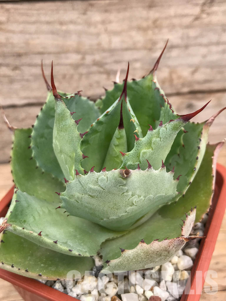 SHPR5989 Agave pygmaea, Chiapas, Mexico - immagine 3